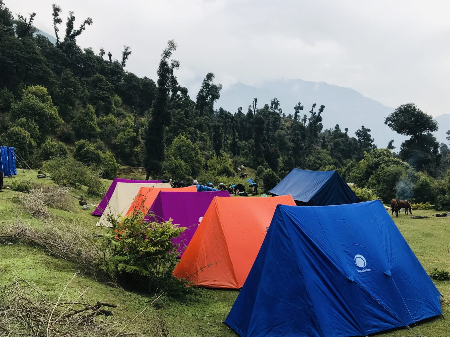 Colourful trekking tents on a green hillside near Dharamshala in the Himalayas