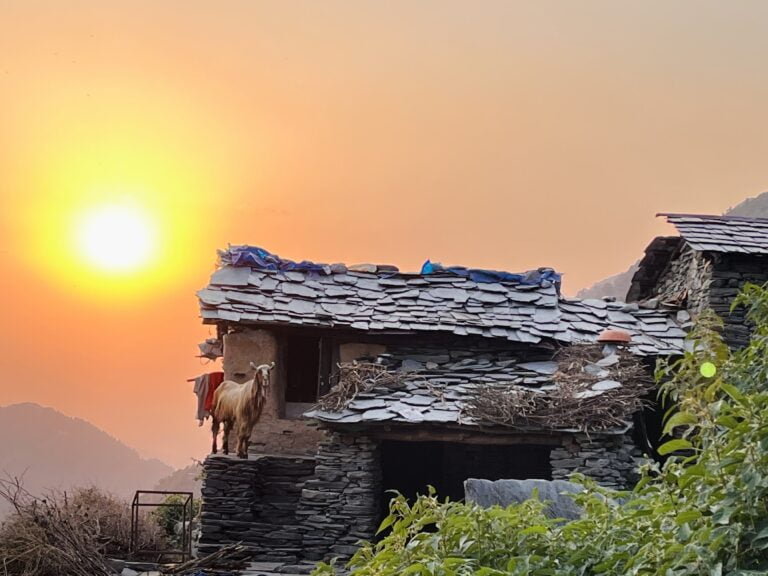Triund Day Hike from McLeod Ganj 4 Stone shelter and goat in the hills near Triund at sunset