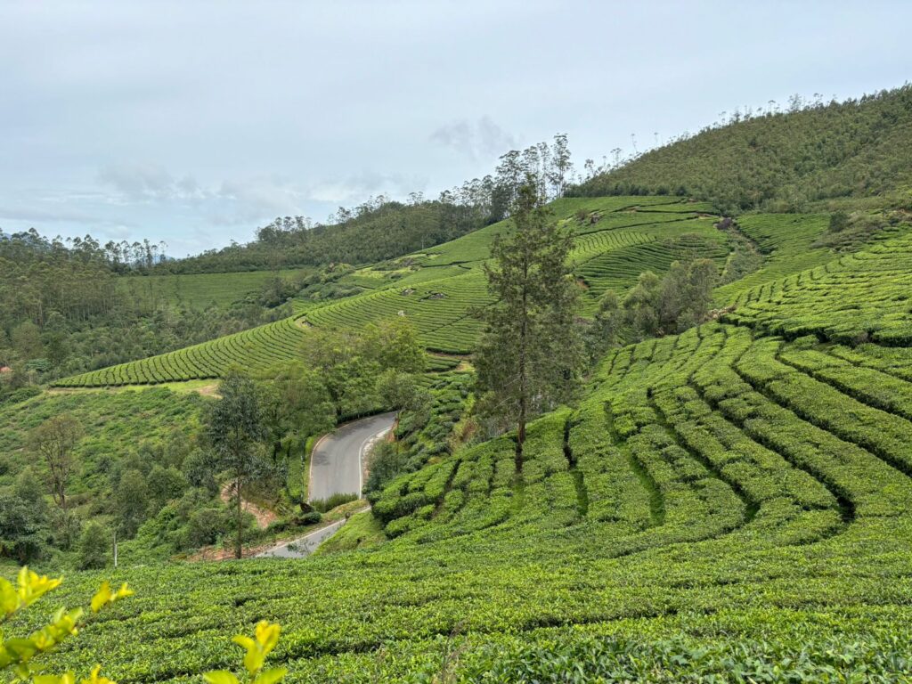 Lush green tea plantations on rolling hills in Munnar, Kerala, India