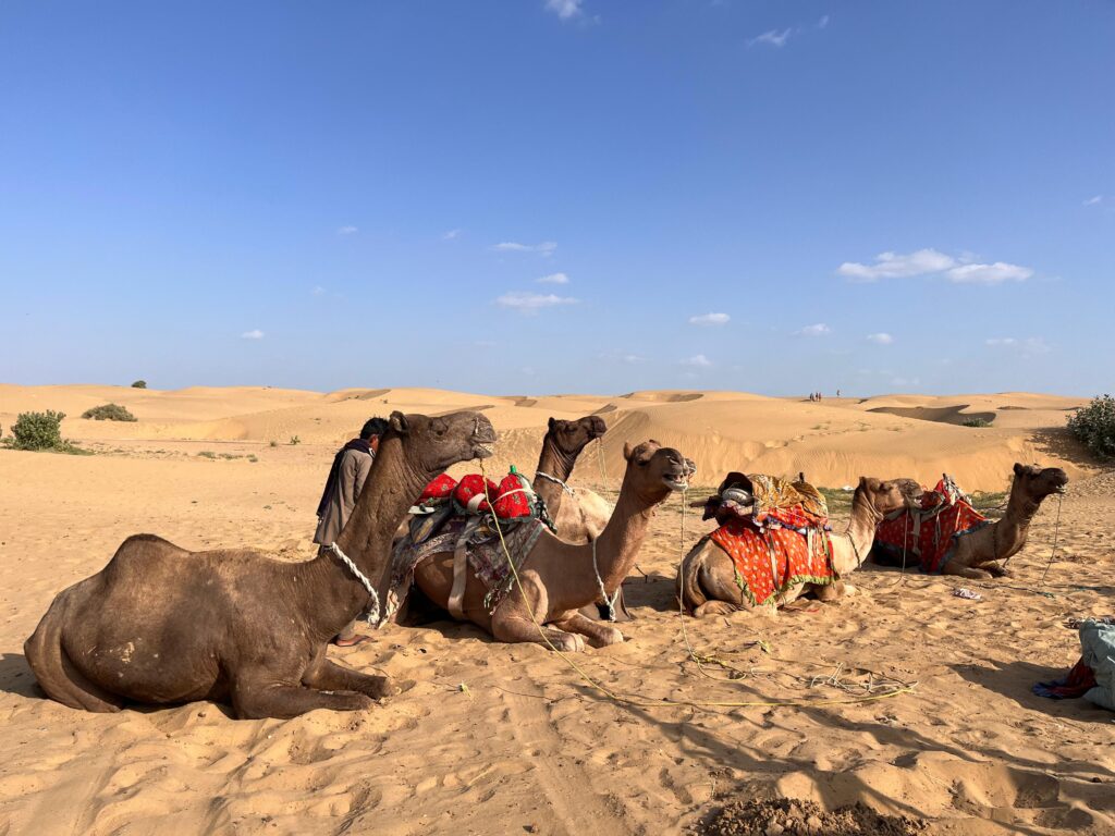 a group of camels lying in the sand