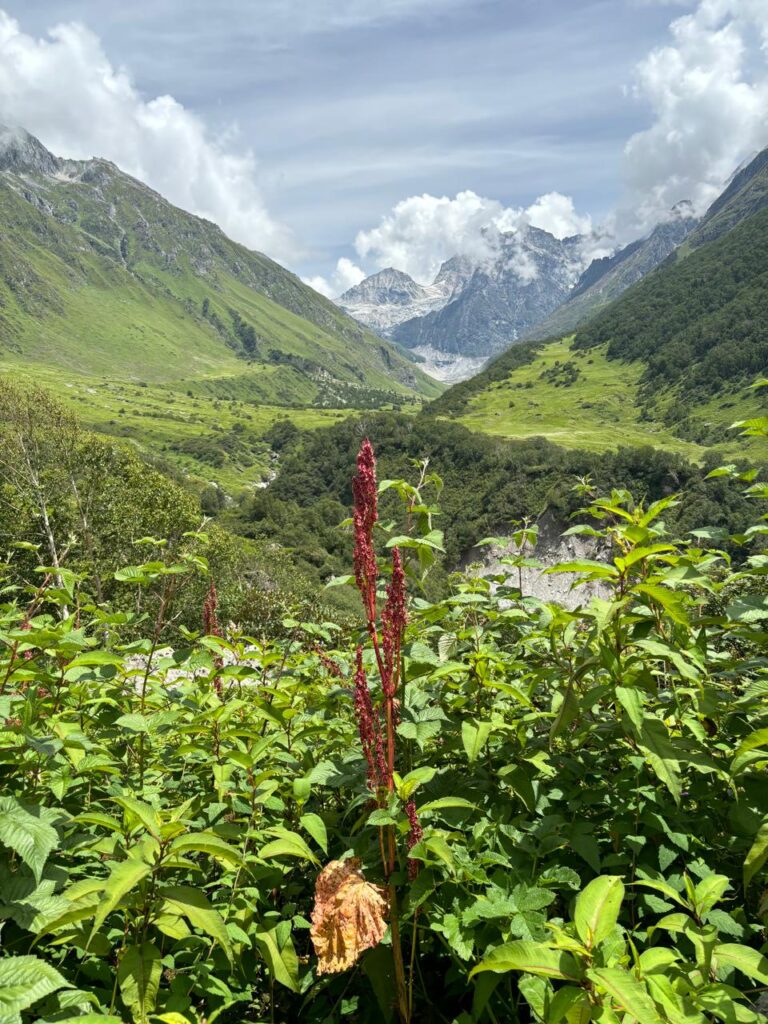 Valley of Flowers Trek 2 Wild Himalayan flowers and lush green valley in the Valley of Flowers National Park, Uttarakhand