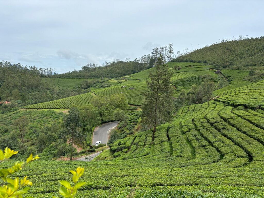 Lush green tea plantations with winding road in Munnar, Kerala, India