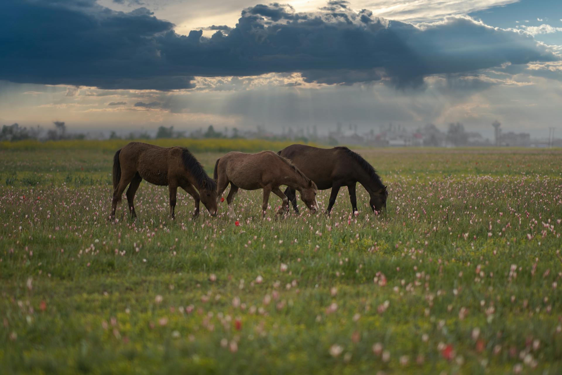 Wild horses grazing in a flower-filled meadow under dramatic cloudy skies.