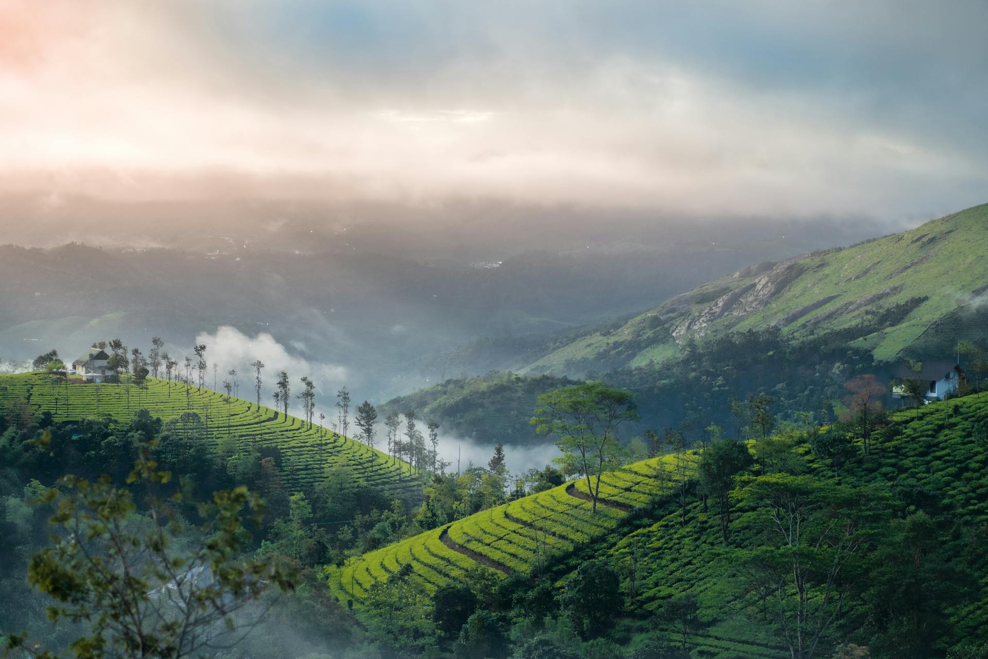 Lush green hills with trees and misty fog at sunrise in the Himalayas.
