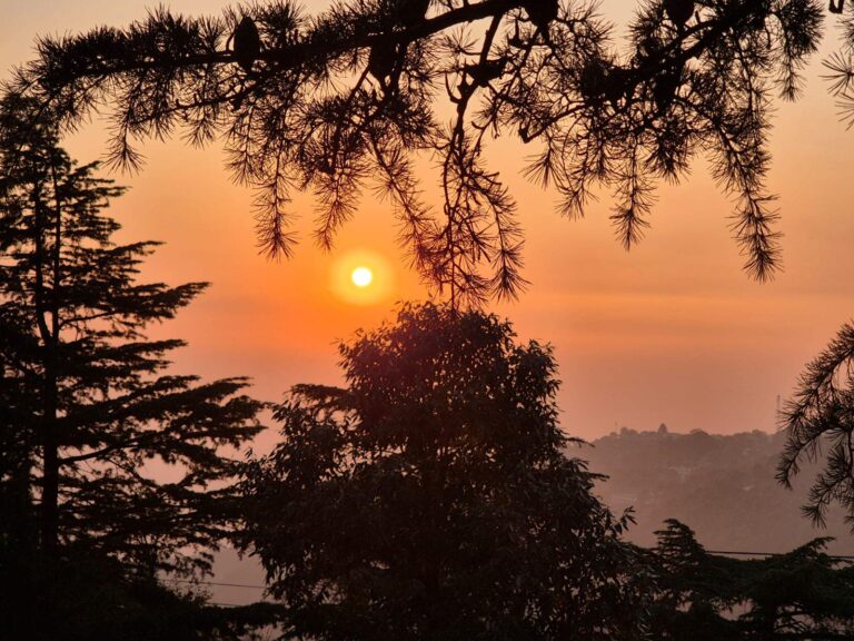 Sunset view in Dharamshala with pine trees and layered Himalayan hills under a warm orange sky