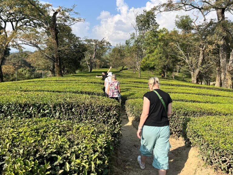 Travellers walking among tea gardens near Dharamshala