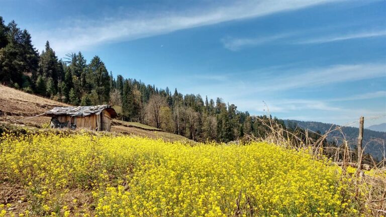 Yellow flower meadow with a small wooden hut and forested hills on the Nag Tibba trek in Uttarakhand.