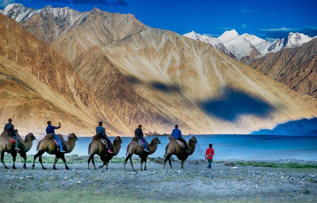Leh Ladakh Adventure Tour: Delhi–Manali–Leh–Srinagar Road Trip Guide 2 Camel safari along Pangong Lake with the backdrop of rugged mountains and snow-capped peaks in Leh Ladakh, India.