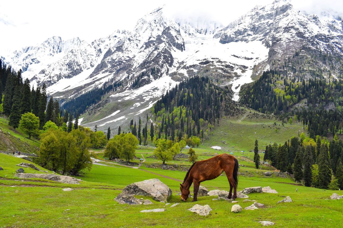 A horse grazing on a lush green meadow with snow-covered Himalayan mountains in the background in Kashmir.