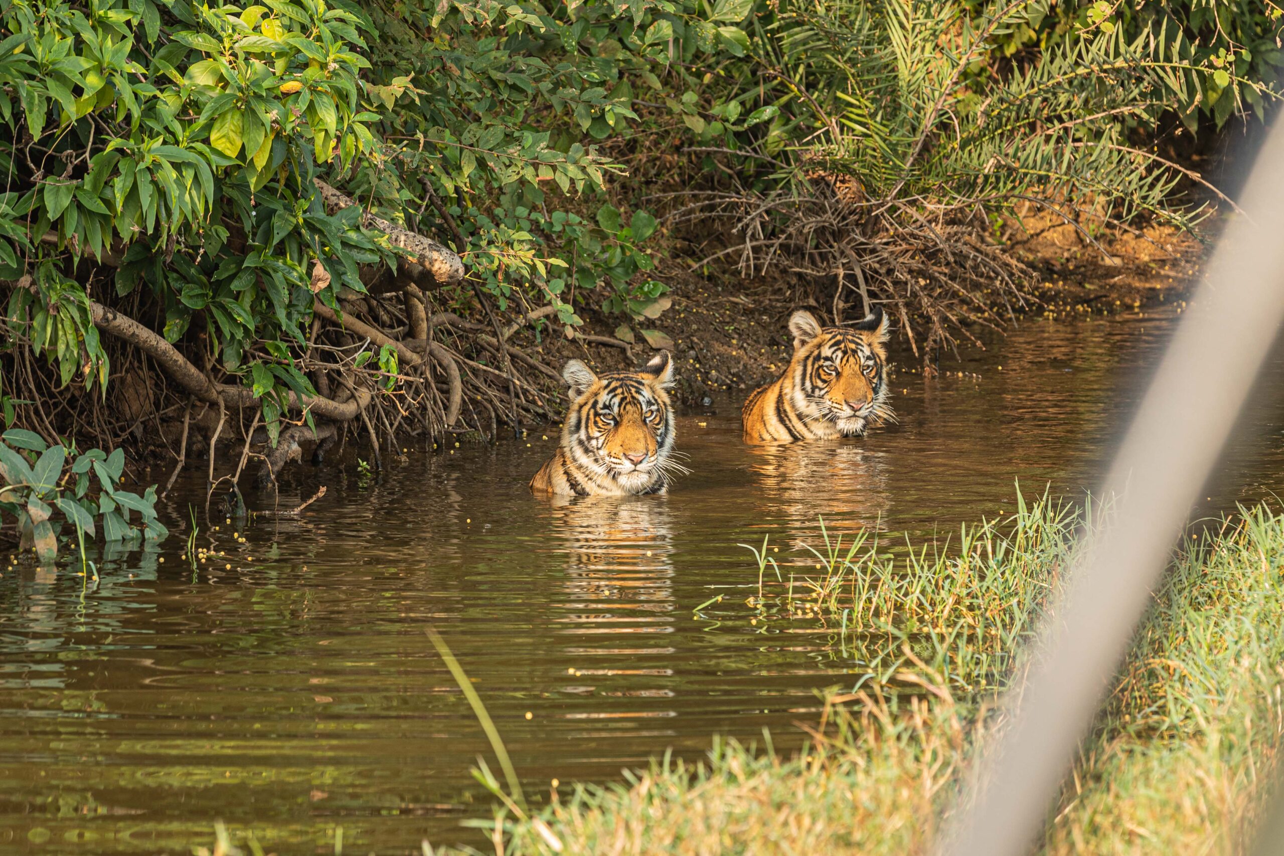 Two Bengal tigers relaxing in a forest waterhole during a morning safari in India