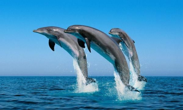 Three dolphins jumping out of the water during a dolphin-watching tour in India