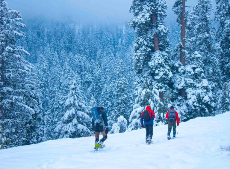 Group of trekkers walking through a snowy forest during winter in India