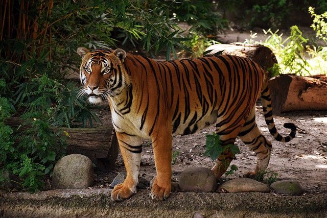 Royal Bengal tiger walking in the forest during a morning safari in India