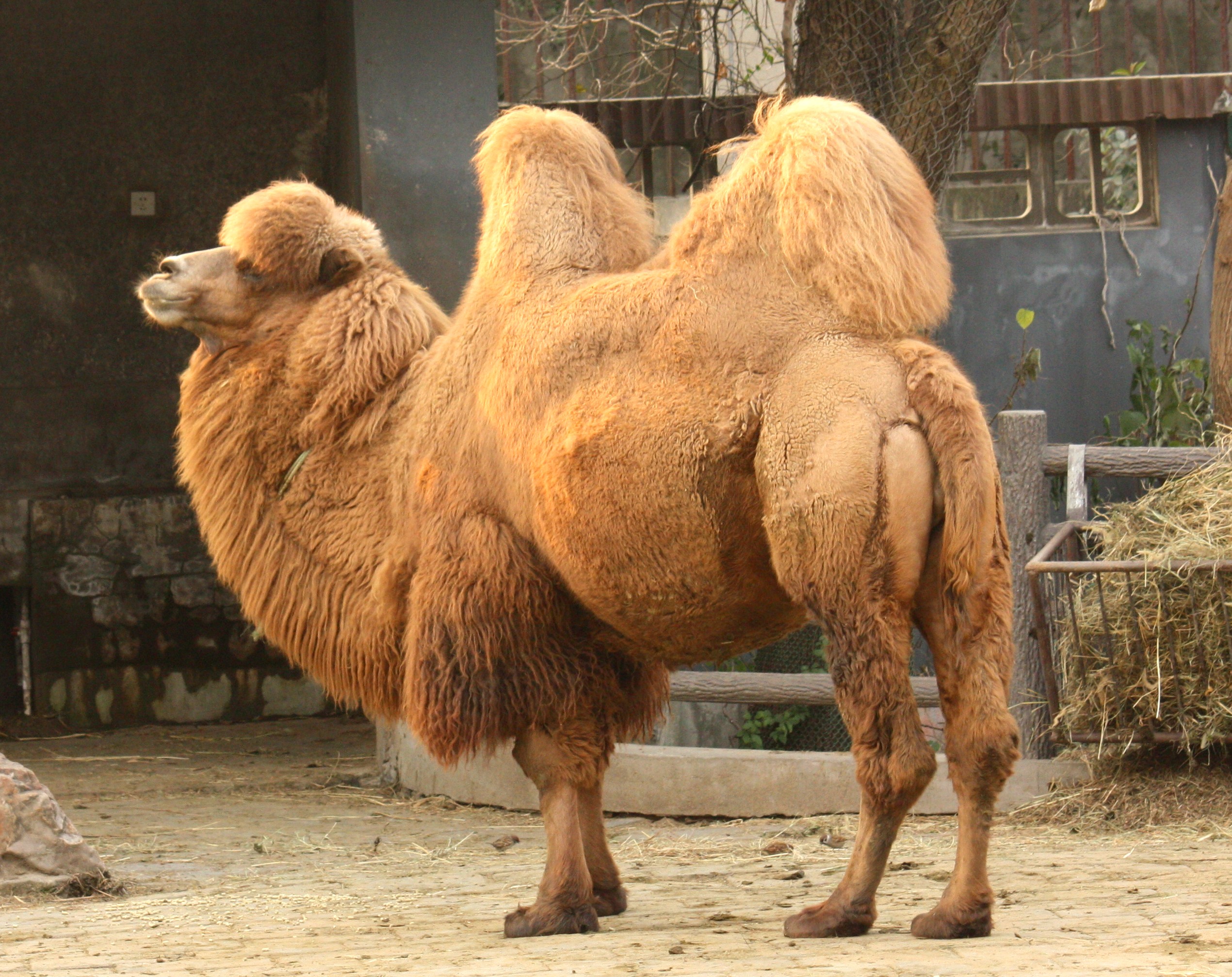 Double-humped Bactrian camel standing outdoors in Nubra Valley, Ladakh