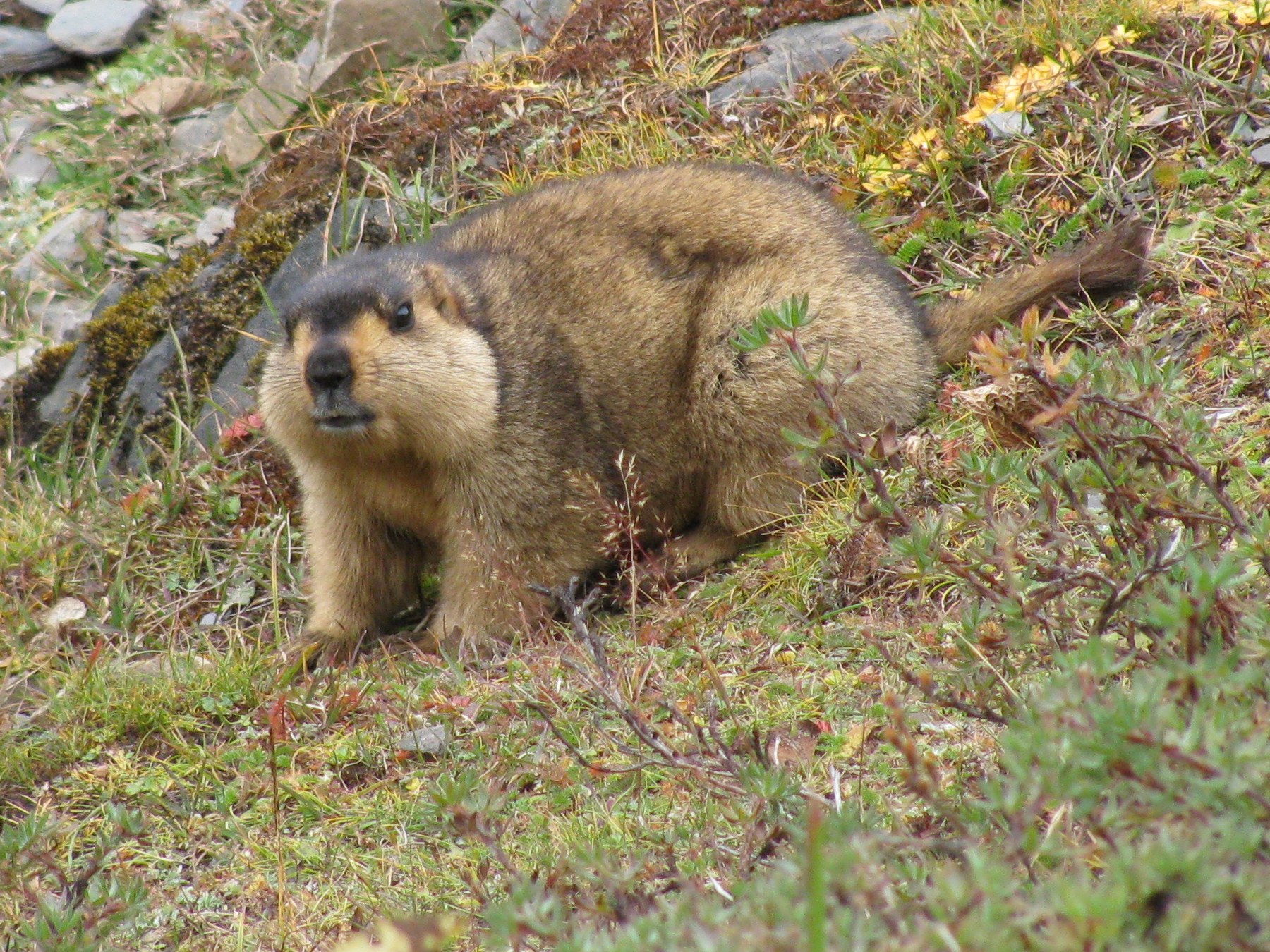 Himalayan marmot sitting on alpine grassland in the high-altitude region of Ladakh