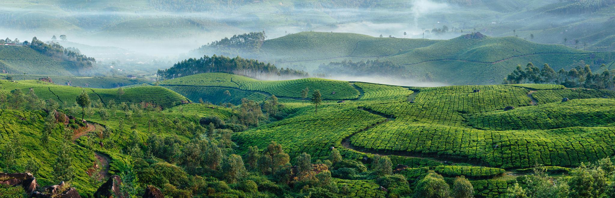 Premium India Tours | Private Journeys & 5-Star Hotels 4 Green tea plantations across misty Kerala hills