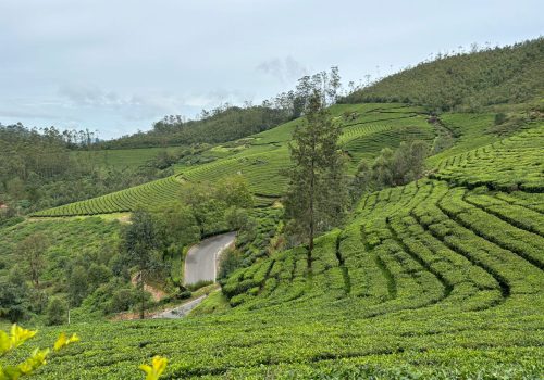 a green hills with trees and a road