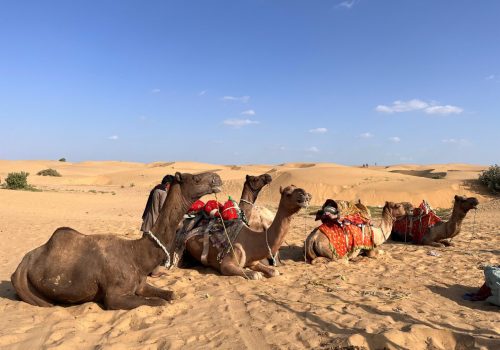 a group of camels lying in the sand