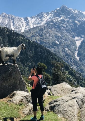 a woman taking a picture of a goat on a rock