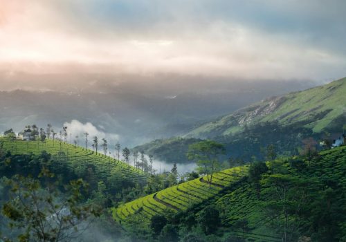 a green hills with trees and fog